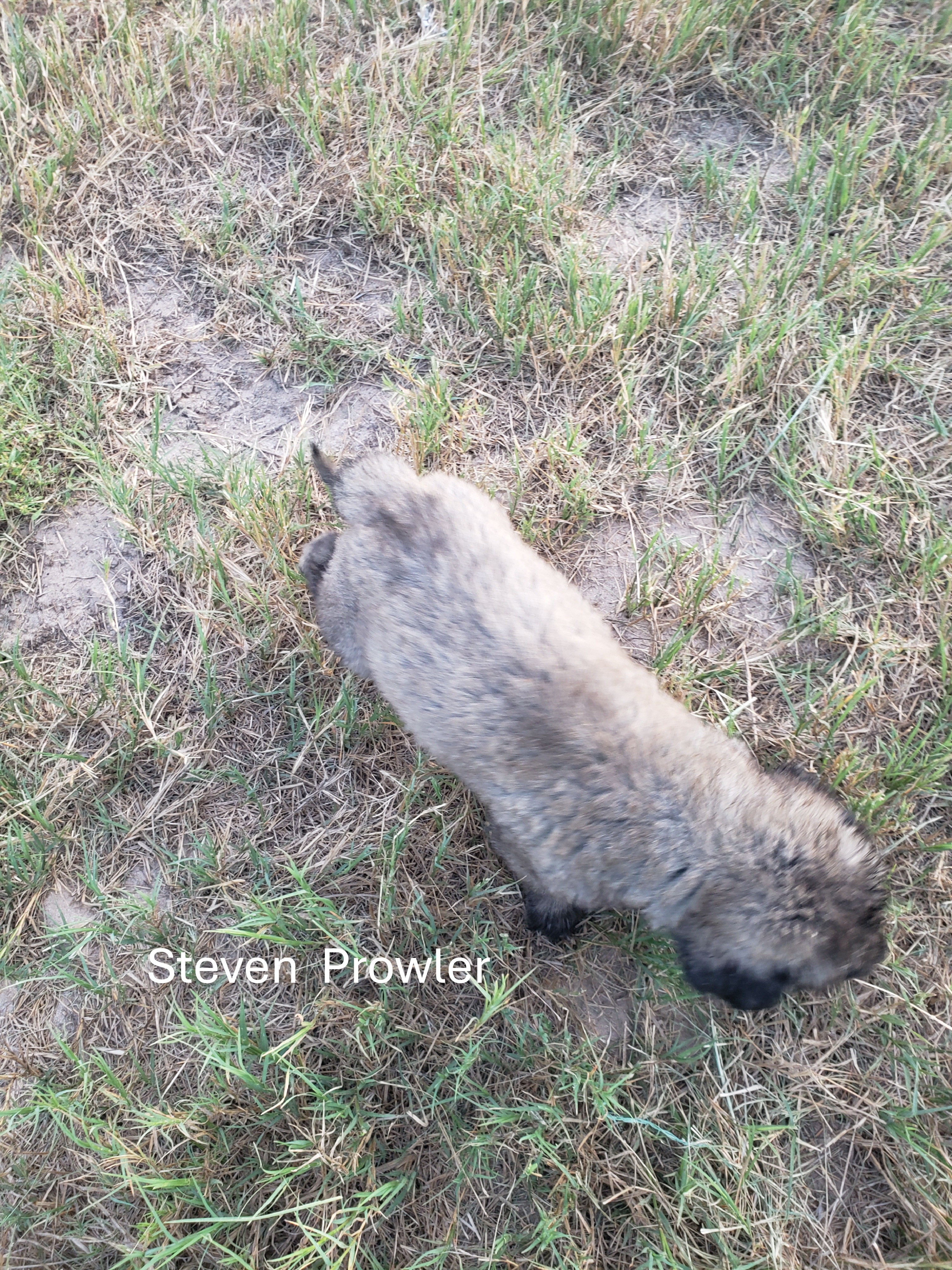 Turkish Kangal-Boz LGD Puppies